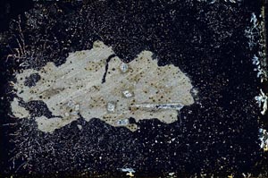 Cross Polarized, S10955