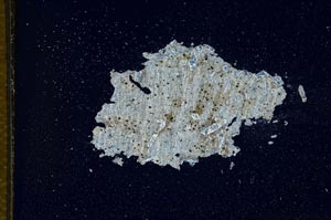 Cross Polarized, S10955/A