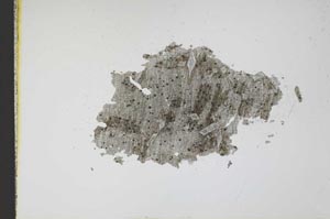 Plane Polarized, S10955/A