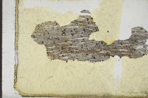 Plane Polarized, S10957