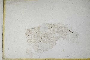 Plane Polarized, S10958
