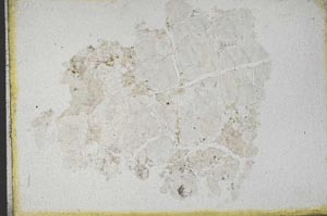 Plane Polarized, S10959