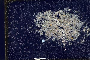 Cross Polarized, S10961