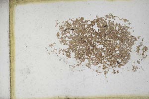 Plane Polarized, S10961