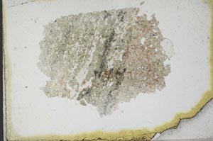 Plane Polarized, S10962