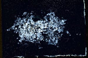 Cross Polarized, S10964