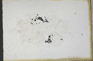 Plane Polarized, S10964