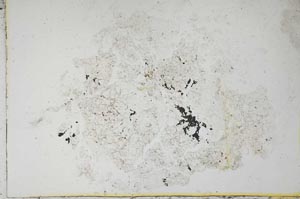 Plane Polarized, S10965/A