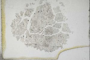Plane Polarized, S10971
