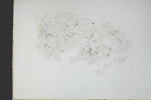 Plane Polarized, S10975