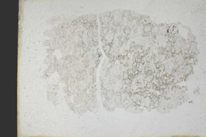 Plane Polarized, S10976