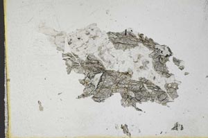 Plane Polarized, S10983