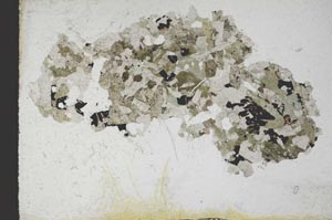 Plane Polarized, S10989