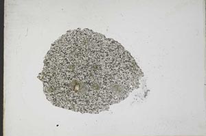 Plane Polarized, S10994