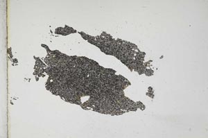 Plane Polarized, S10995