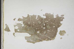 Plane Polarized, S10996