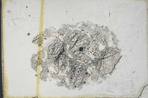 Plane Polarized, S10999