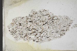 Plane Polarized, S11012
