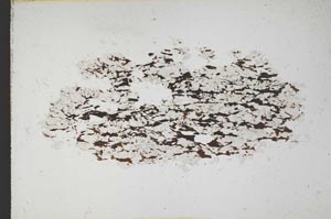 Plane Polarized, S11013