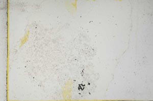 Plane Polarized, S11017/A