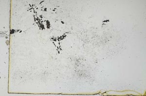 Plane Polarized, S11018