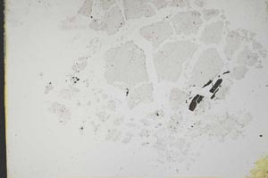 Plane Polarized, S11018/A