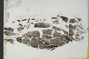 Plane Polarized, S11019
