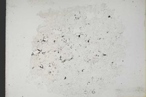 Plane Polarized, S11020