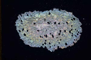 Cross Polarized, S11021