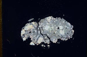 Cross Polarized, S11022