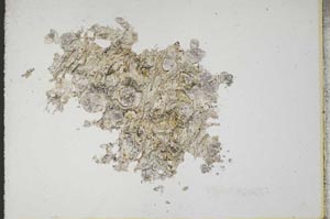 Plane Polarized, S11023