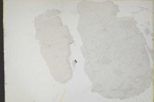 Plane Polarized, S11026