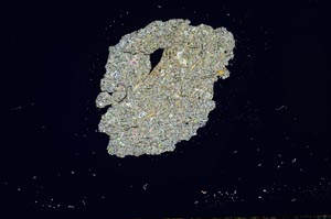 Cross Polarized, S1261