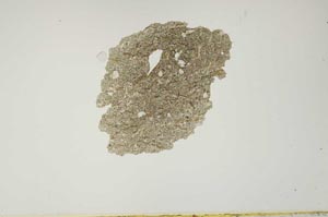 Plane Polarized, S1261