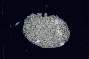 Cross Polarized, S1261/a