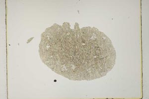 Plane Polarized, S1261/a