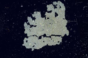 Cross Polarized, S1265