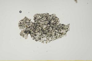 Plane Polarized, S1279