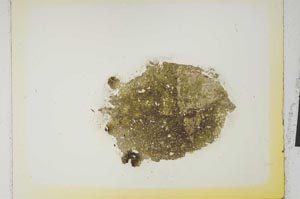 Plane Polarized, S1282