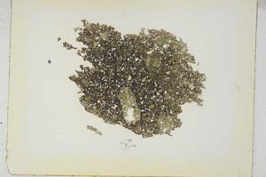 Plane Polarized, S1284