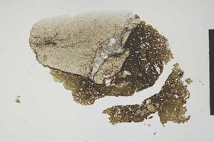 Plane Polarized, S1294