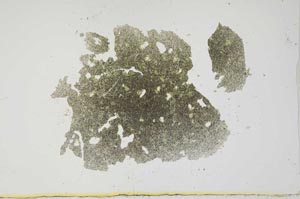 Plane Polarized, S1298