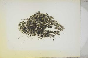 Plane Polarized, S1301