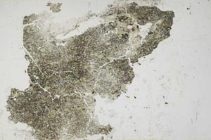 Plane Polarized, S1311
