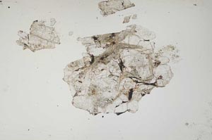 Plane Polarized, S1322