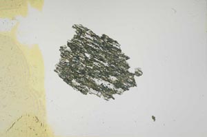 Plane Polarized, S1325