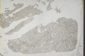 Plane Polarized, S1326/A