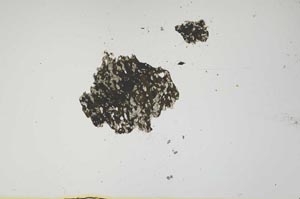 Plane Polarized, S1328