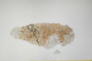 Plane Polarized, S1333