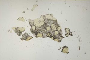 Plane Polarized, S1341